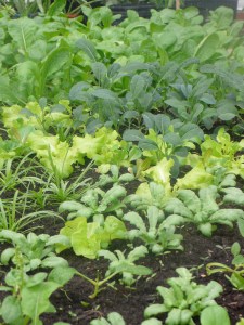 Greens growing in vermicompost (Greenhouses of Hope at Pacific Garden Mission)